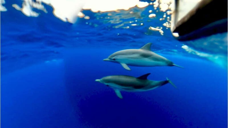 Taormina: Dolphin Tour and Sunset Aperitif Boat Tour - Final Thoughts