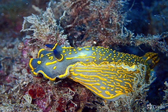 taormina-scuba-diving-experience