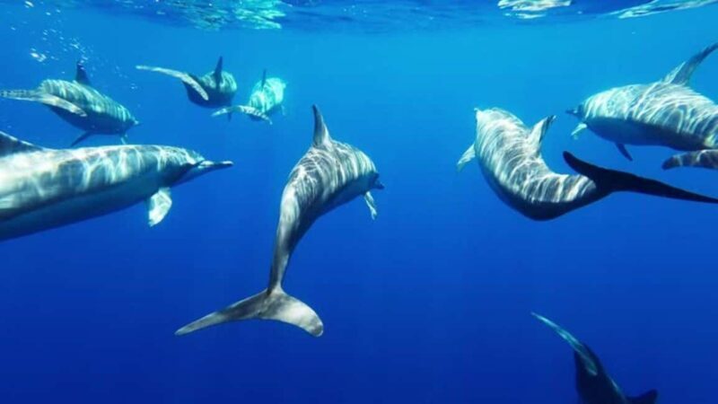 Taormina: Sea Tour in the Nemosub with Dolphin Sightings - What You Can Expect During the Tour
