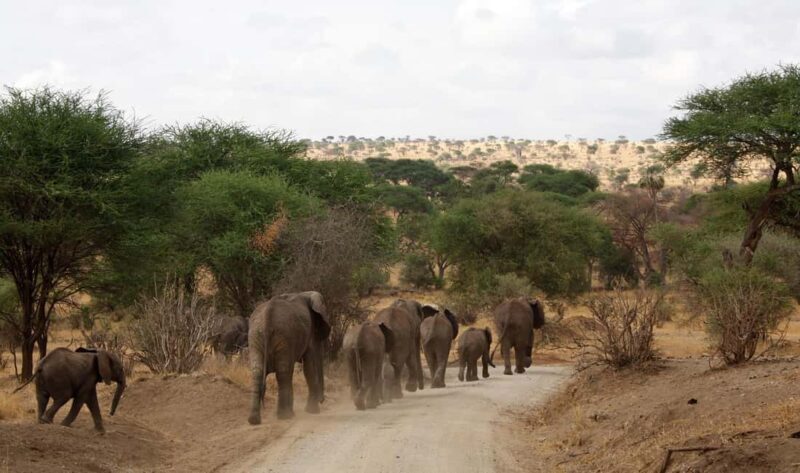 Tarangire: 2-Day Safari with Game Drives and Accommodation - A Practical Look at the 2-Day Tarangire Safari with Game Drives and Accommodation