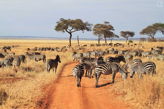Tarangire Budget Full Day Tour from Arusha - FAQs
