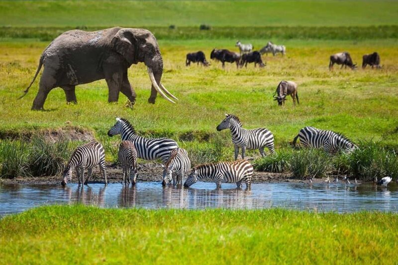 Tarangire National Park 1-Day Safari - Introduction