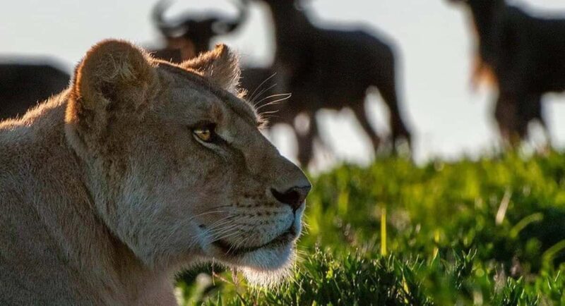 Tarangire National Park 1-Day Safari - What Makes This Tour Special?
