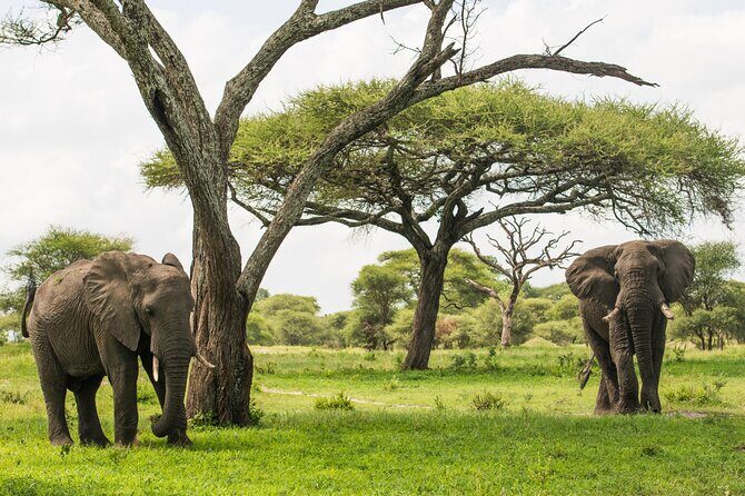 Tarangire National Park and Maasai Village Safari Tour - The Journey to Tarangire: What to Expect