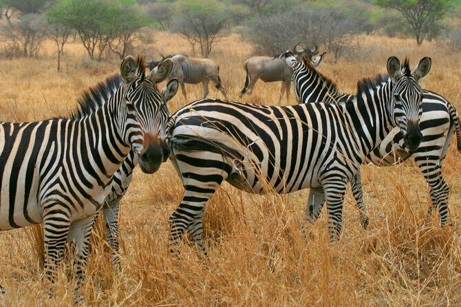 Tarangire National Park and Maasai Village Safari Tour - The Sum Up