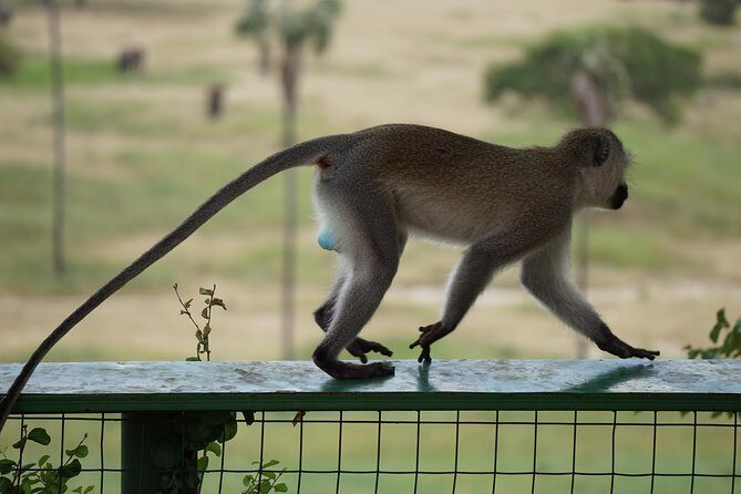 Tarangire National Park - The Sum Up