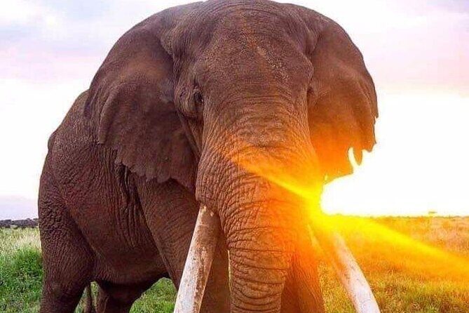 Tarangire National Park Day Trip - Introduction: Why Choose the Tarangire Day Trip?