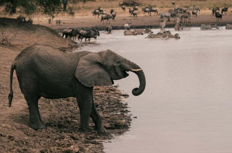 Tarangire National Park Day Trip - Key Points