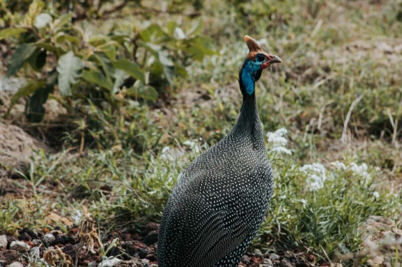 Tarangire National Park Day Trip - The Experience: What You Can Expect from the Tour