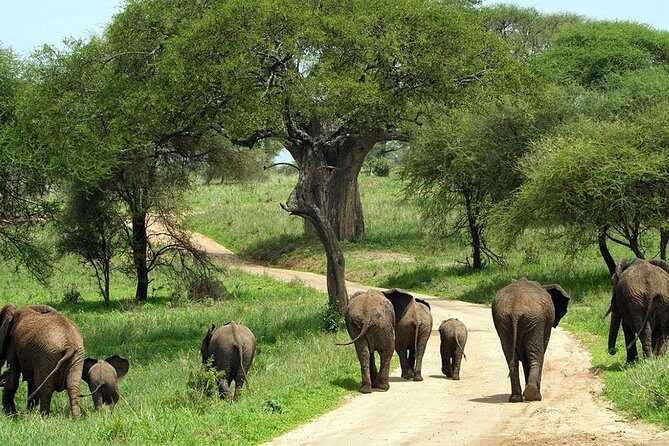 Tarangire National Park elephant view - Key Points
