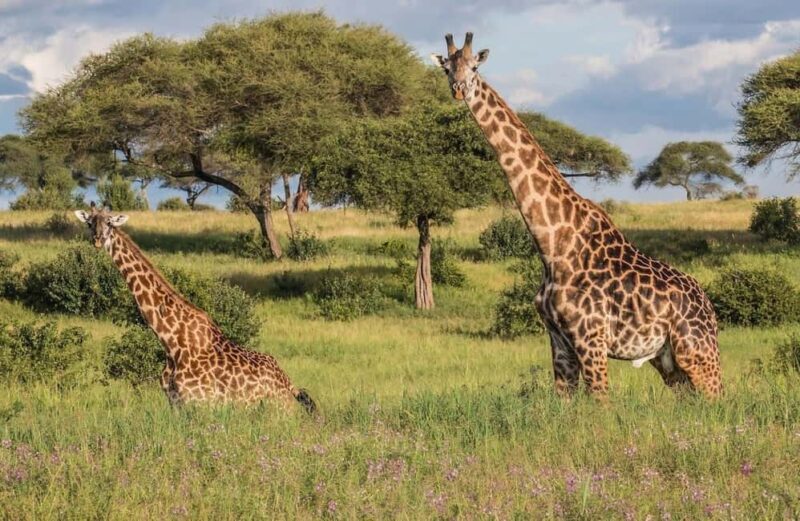 Tarangire National Park: Full-Day Safari Tour - What Does the Tour Include?  
