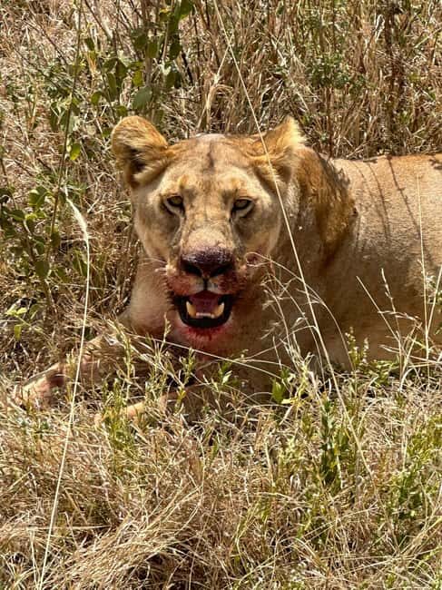 Tarangire National Park: Full-Day Safari Tour - The Sum Up  