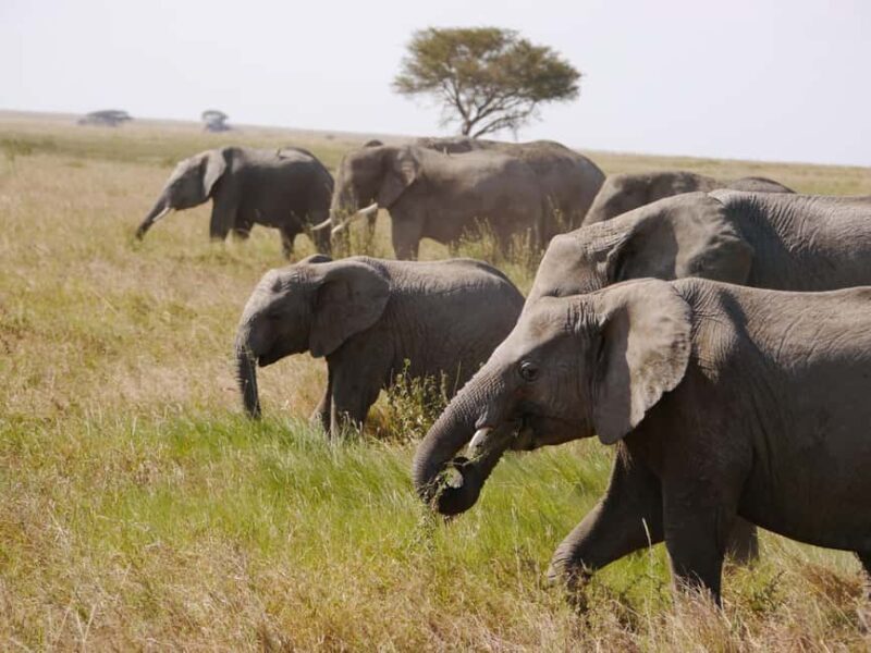 Tarangire National Park Full-Day Wildlife Safari - Key Points