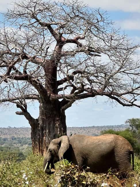 Tarangire National Park Full-Day Wildlife Safari - An In-Depth Look at the Tour Experience