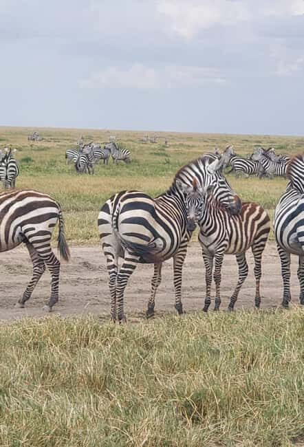 Tarangire National Park Full-Day Wildlife Safari - Final Thoughts: Why This Tour is a Solid Choice