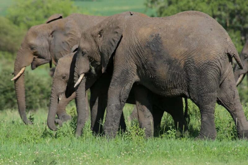 Tarangire National Park Full-Day Wildlife Safari - FAQs