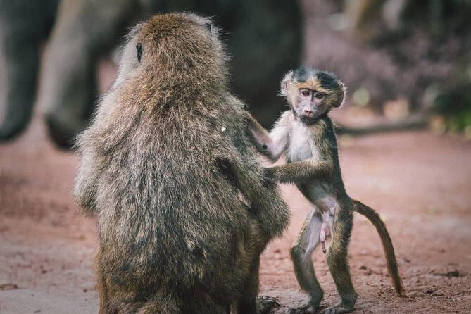 Tarangire National Park: Guided Day Tour from Arusha - Why This Tour Offers Great Value