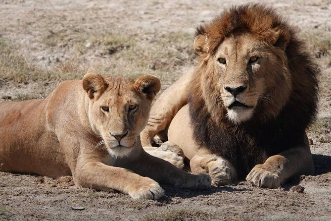 Tarangire National Park: Guided Day Tour from Arusha - FAQ