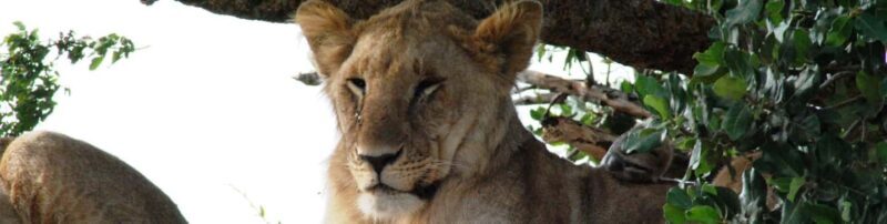 Tarangire National Park: Private Day Trip with Game Drives - Practical Details and What to Bring  
