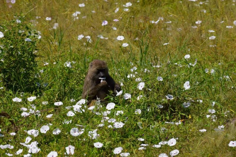 Tarangire Natl Park & Lake Eyasi (Datoga & Hadzabe Villages) - Key Points