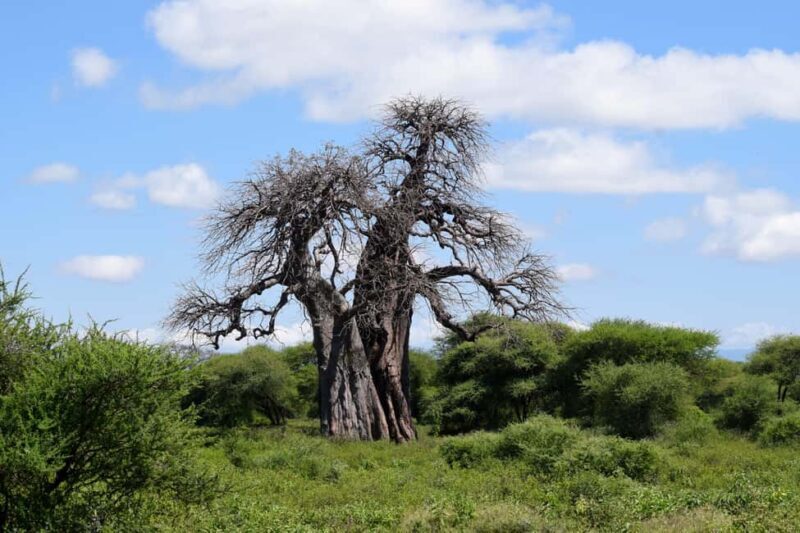 Tarangire Natl Park & Lake Eyasi (Datoga & Hadzabe Villages) - Final Thoughts