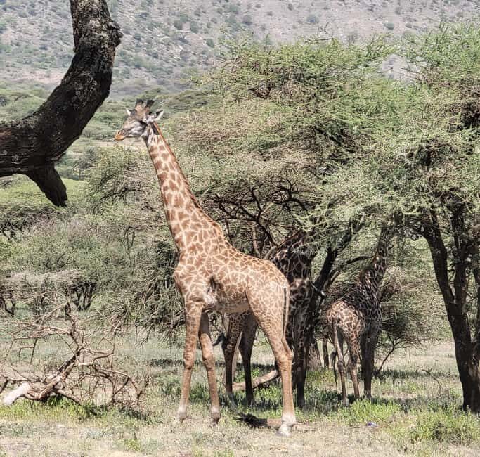 Tarangire & Ngorongoro Crater: 2-Day Shared Safari Adventure - An Overview of What You Can Expect on This Safari