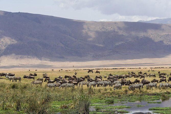 Tarangire & Ngorongoro Exclusive Safari - Key Points