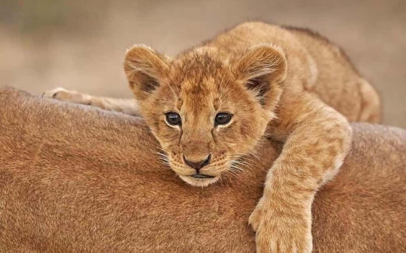 Tarangire, Ngorongoro & Manyara 3 Days unforgettable safari - Authentic Traveler Insights