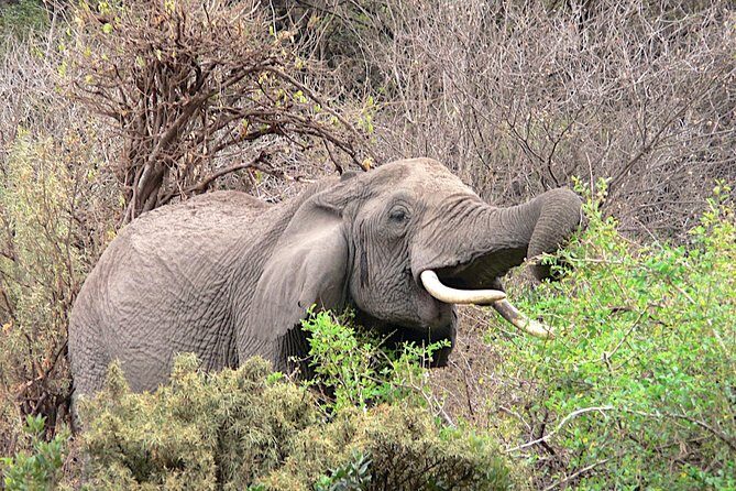 Tarangire -Serengeti & Ngorongoro Crater Budget camping safari - Key Points