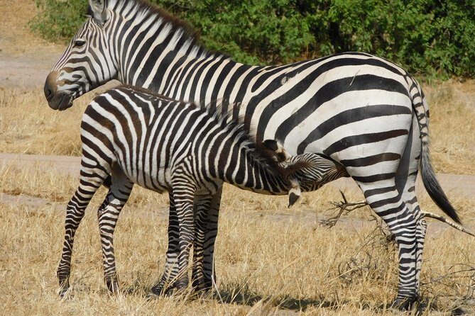 Tarangire -Serengeti & Ngorongoro Crater Budget camping safari - The Itinerary in Detail