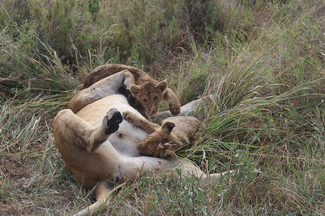 Tarangire -Serengeti & Ngorongoro Crater Budget camping safari - Practical Aspects & What to Expect