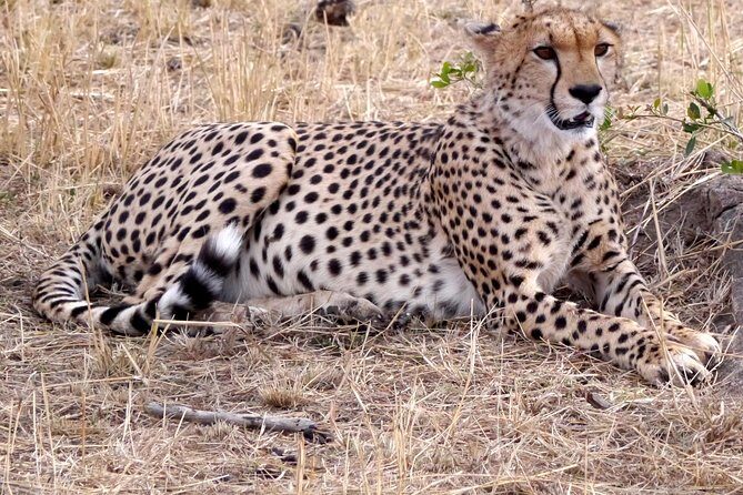 Tarangire -Serengeti & Ngorongoro Crater Budget camping safari - The Sum Up