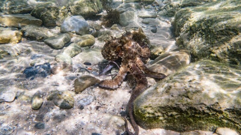 Tarifa: Guided Strait Natural Park Snorkel Tour - Pricing and Value