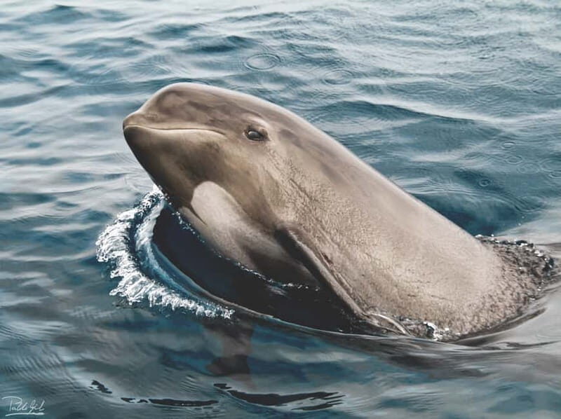 Tarifa: Orca, Whale and Dolphin Watching Boat Experience - Introduction