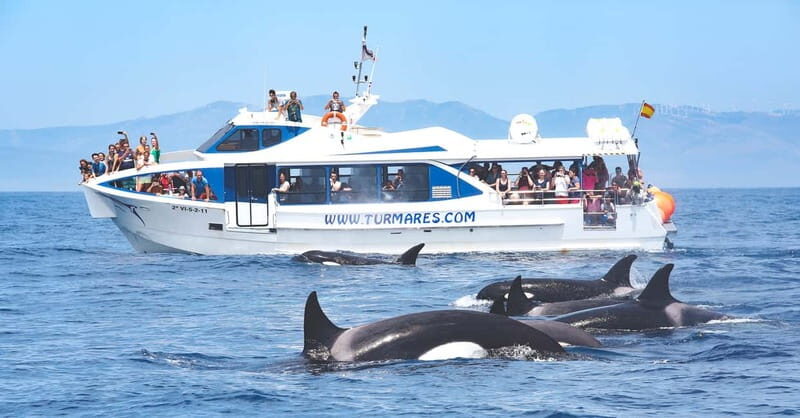 Tarifa: Orca, Whale and Dolphin Watching Boat Experience - Key Points