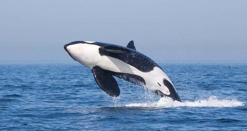 Tarifa: Orca, Whale and Dolphin Watching Boat Experience - The Wildlife: What You Might See