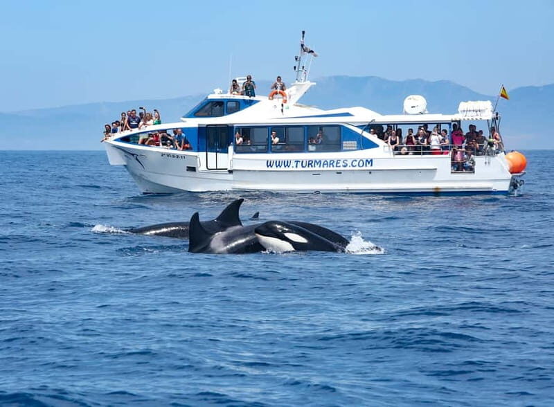 Tarifa: Orca, Whale and Dolphin Watching Boat Experience - Practical Details and Value