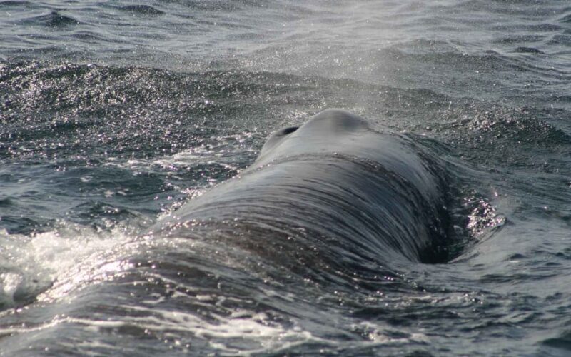 Tarifa: Orca, Whale and Dolphin Watching Boat Experience - Who Will Love This Tour
