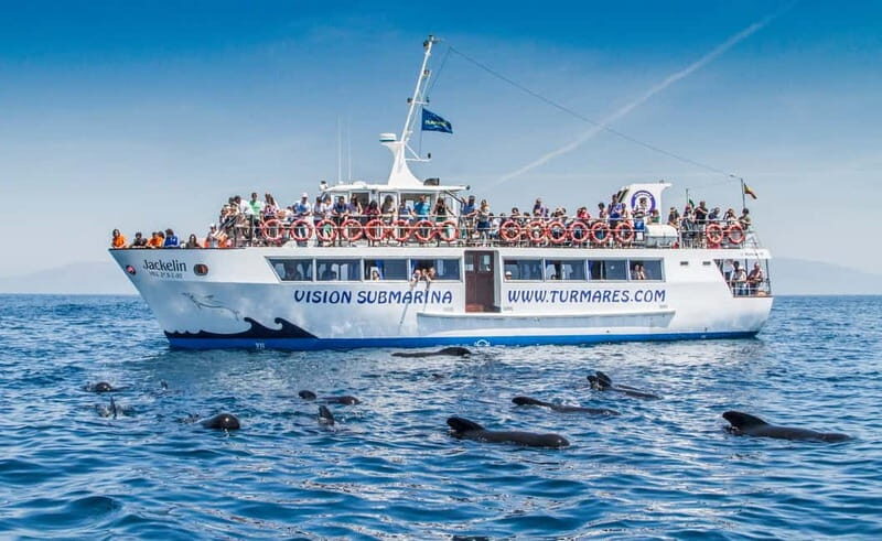 Tarifa: Orca, Whale and Dolphin Watching Boat Experience - The Sum Up