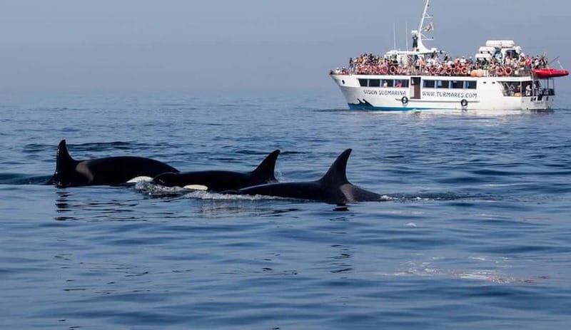 Tarifa: Orca, Whale and Dolphin Watching Boat Experience - FAQ