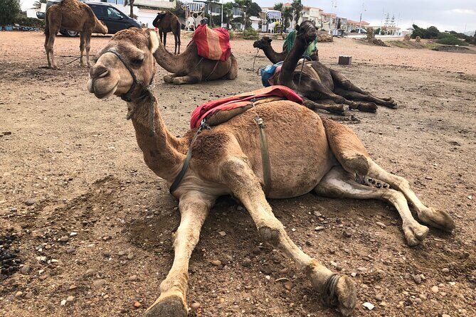 Tarifa to Tangier Tour with ferry ticket , lunch & camel ride - Who Is This Tour Best For?