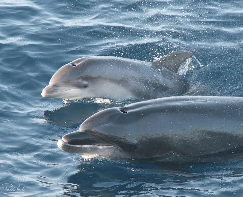 tarifa-whale-dolphin-watching-in-the-strait-of-gibraltar