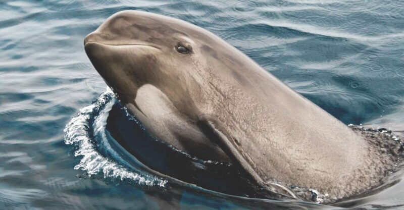 tarifa-whale-dolphin-watching-in-the-strait-of-gibraltar