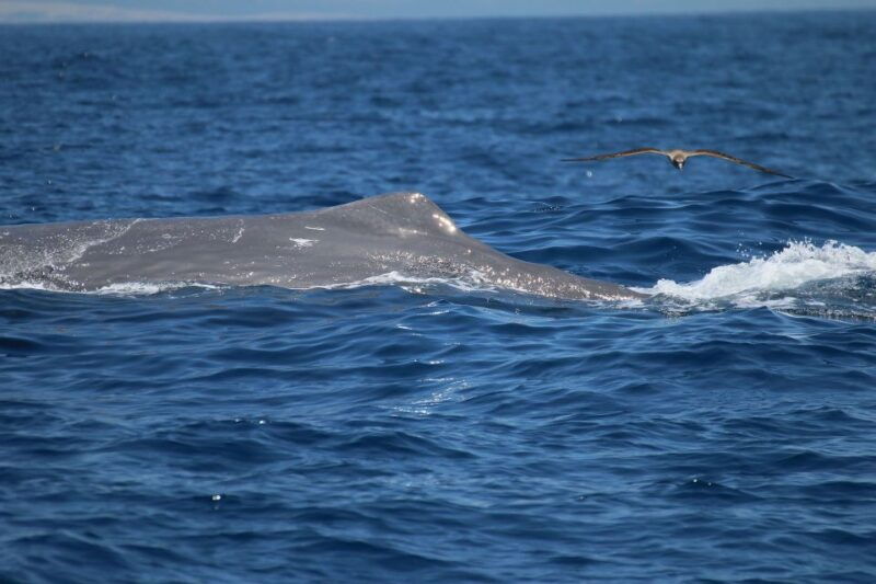 tarifa-whale-dolphin-watching-in-the-strait-of-gibraltar