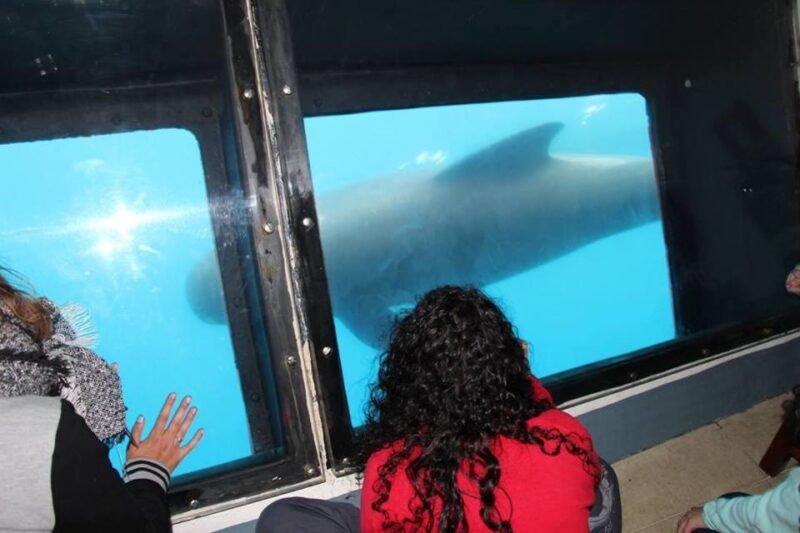tarifa-whale-dolphin-watching-in-the-strait-of-gibraltar
