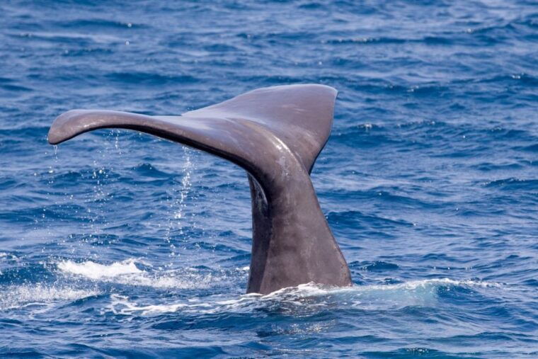 tarifa-whale-dolphin-watching-in-the-strait-of-gibraltar
