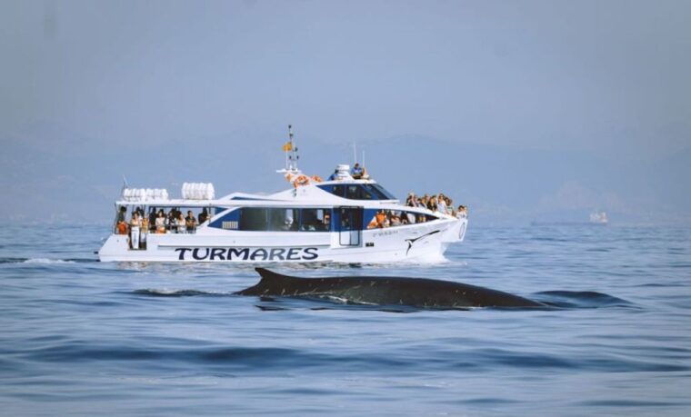 tarifa-whale-dolphin-watching-in-the-strait-of-gibraltar