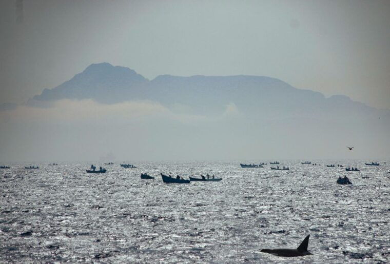 tarifa-whale-dolphin-watching-in-the-strait-of-gibraltar