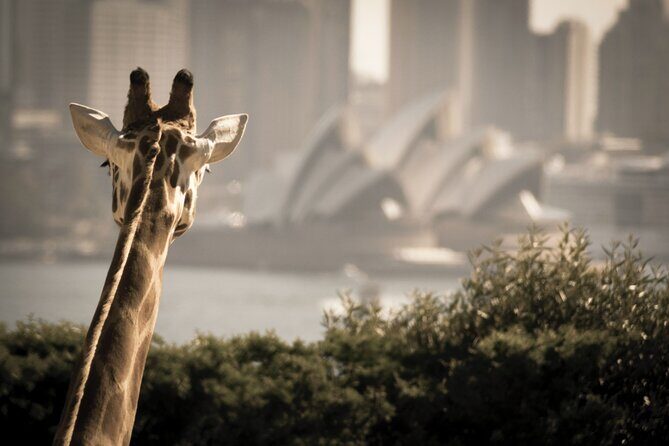 Taronga Zoo entry & Sydney Harbour 2-Day Hop On Hop Off Cruise - Practicalities and What to Expect