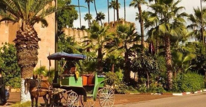Taroudant and Tiout Oasis Trip With Lunch - Key Points
